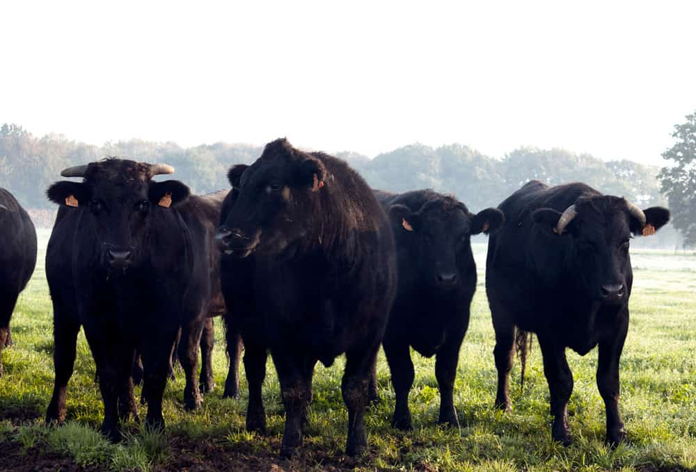 élevage de bœuf Wagyu en conversion biologique près de Nantes | Les Prés d'Ejen